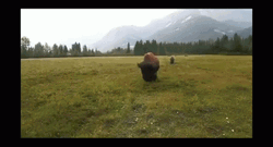 Bison Running Forward Chewing Something GIF