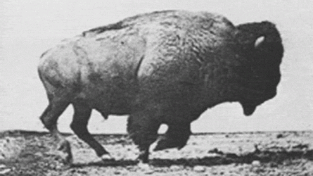 Bison Running So Fast GIF