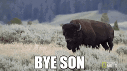 Bison Saying Bye Son GIF