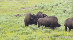 Bison Smelling Others Butt GIF