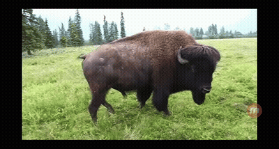 Bison Standing In Grass Field GIF