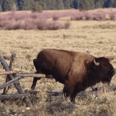 Bison Standing Next To Fence GIF