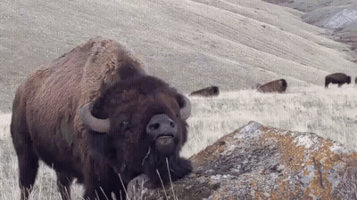 Bison Standing Next To Rock GIF