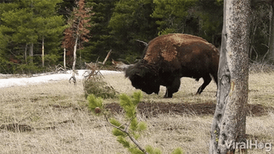 Bison Standing Next To Tree In Field GIF