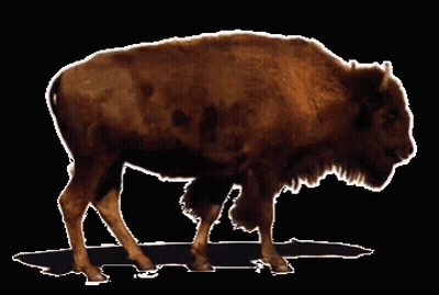 Bison Standing On Black Background GIF