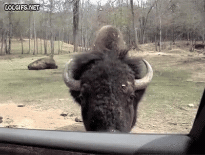 Bison Sticking Head Out Car Window GIF