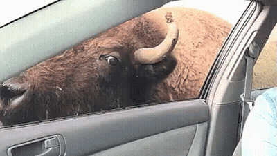 Bison Sticking Head Out Car Window GIF
