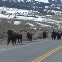 Bison Taking Over Road GIF