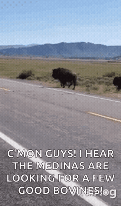 Bison Walking Down Road In Field With Mountains GIF