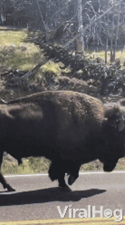 Bison Walking Down Road Viralhog GIF
