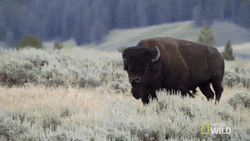 Bison Walking On Grassfield GIF