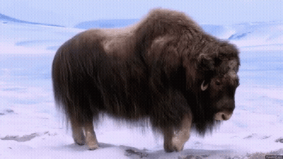 Bison Walking Through Snow GIF