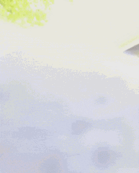 Bite Moving Cat  GIF