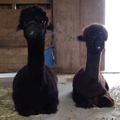 Black Alpacas Chewing GIF