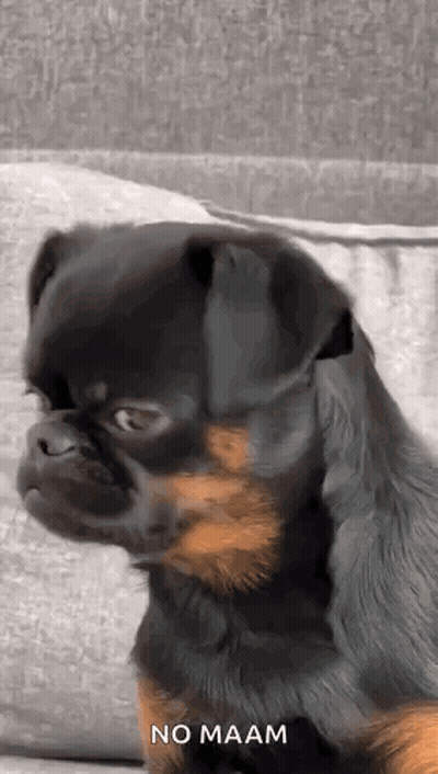 Black And Brown Dog Making Funny Face GIF