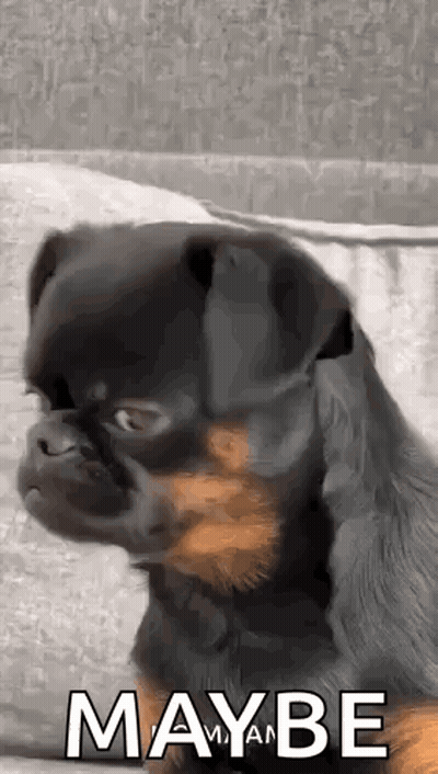 Black And Brown Dog Sitting On Couch Saying Maybe GIF