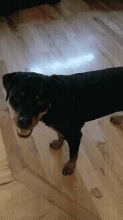Black And Brown Dog Standing GIF