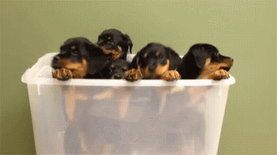 Black And Brown Dog With Chain In Snow GIF