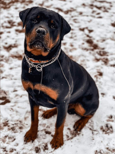 Black And Brown Dog With Chain In Snow GIF