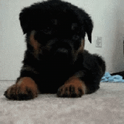 Black And Brown Puppy Laying Down GIF