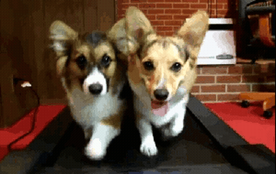 Black And Brown Puppy Looking At Camera GIF