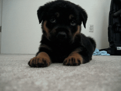 Black And Brown Puppy On Floor Looking At Camera GIF