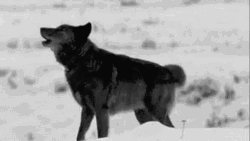 Black And Grey Wolf Howling GIF