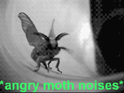 Black And White Angry Moth Saying Angry Moth Noises GIF
