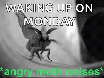 Black And White Angry Moth Waking Up Monday GIF