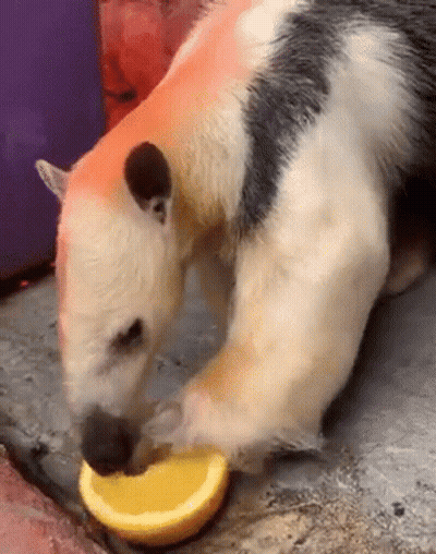 Black And White Animal Eating Orange Slice GIF