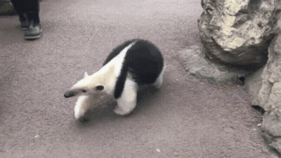 Black And White Animal Walking GIF