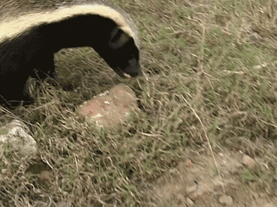 Black And White Animal With Long Tail In Grass GIF