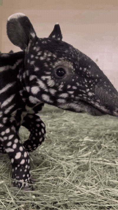 Black And White Animal With White Spots GIF