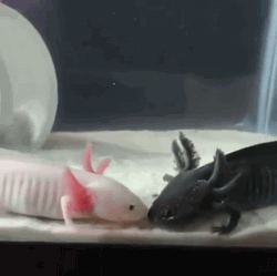 Black And White Axolotl Kissing