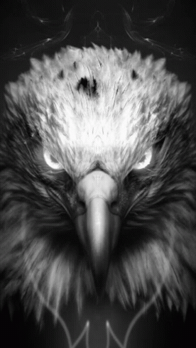 Black And White Bald Eagle GIF
