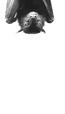 Black And White Bat Hanging Upside Down Sticker