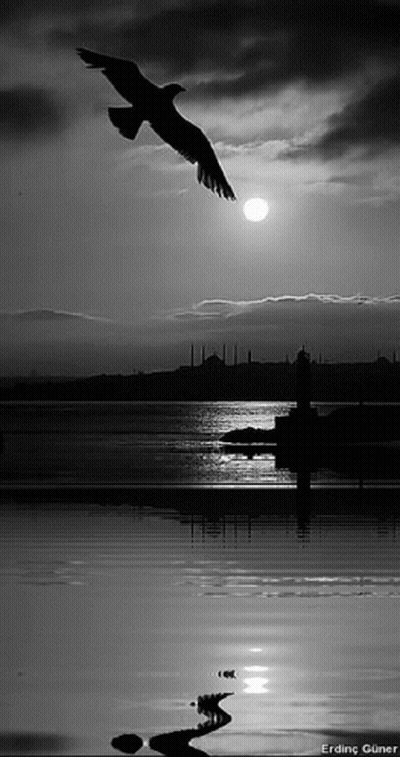 Black And White Bird Flying Over Water GIF