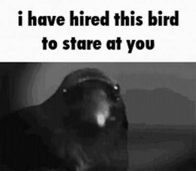 Black And White Bird I Have Hired This Bird To Stare At You GIF