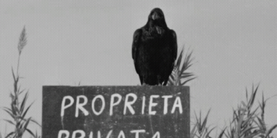 Black And White Bird On Proprieta Sign GIF
