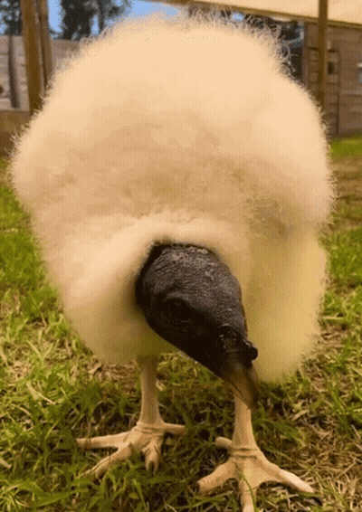 Black And White Bird With Fluffy Head In Grass GIF
