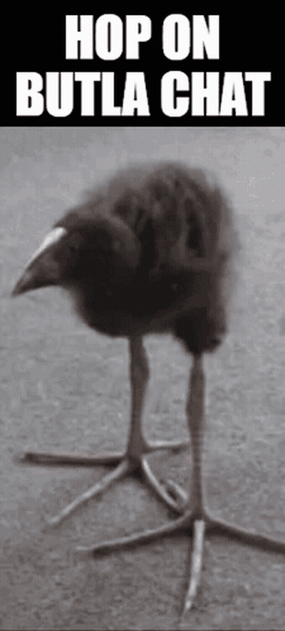 Black And White Bird With Hop On Butla Chat GIF