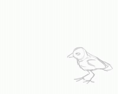 Black And White Bird With One Eye GIF