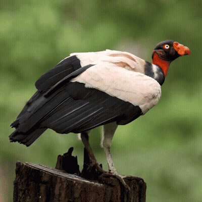 Black And White Bird With Red Beak On Tree Stump GIF
