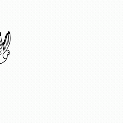 Black And White Bird With Wings Spread GIF