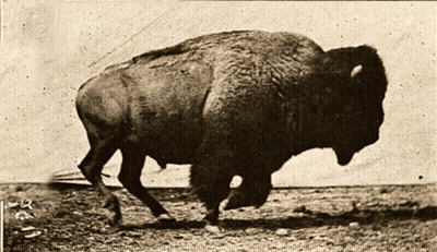 Black And White Bison Running GIF