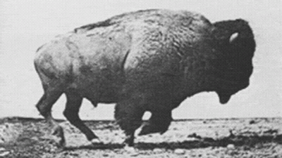Black And White Bison Walking GIF