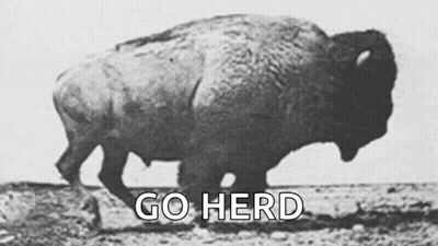Black And White Bison Walking Saying Go Herd GIF