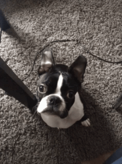 Black And White Boston Terrier Looking Up GIF