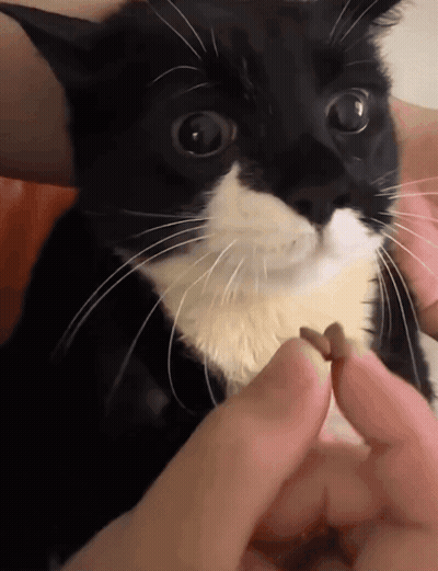 Black And White Brain With Loading Sign GIF