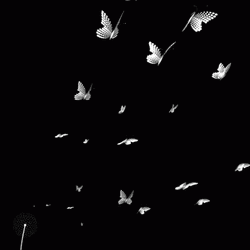 Black And White Butterflies